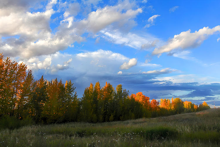 Irvine Creek Community